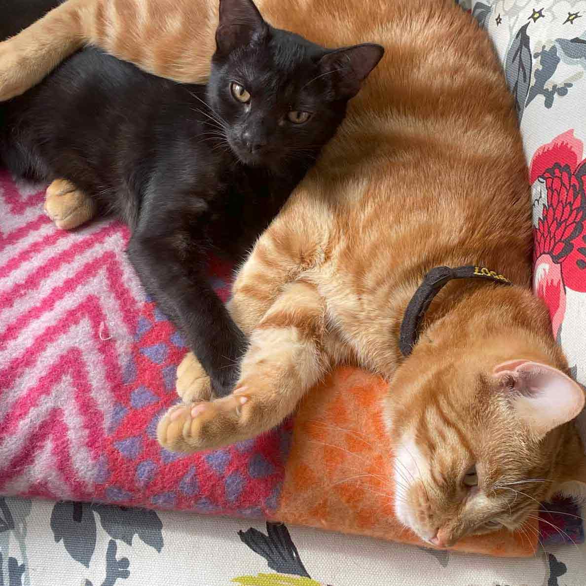seen-and-herd-marty-cat4