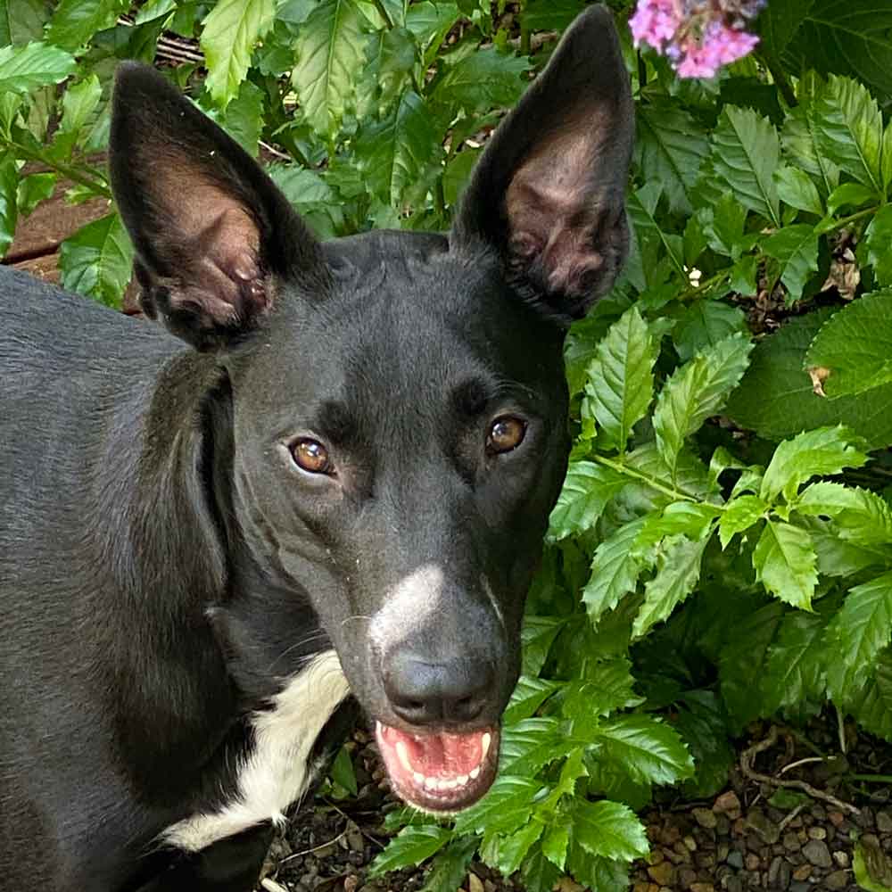 seen-and-herd-team-dog-pic-2