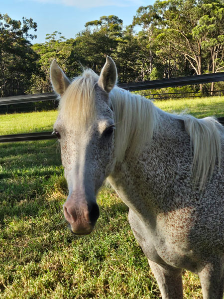 A group of four horses, in dark brown, white, and chestnut red, standing in a green grassy field under a blue sky, all facing the camera.